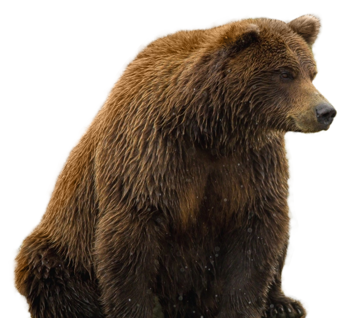 Bear PNG in Transparent pngteam.com