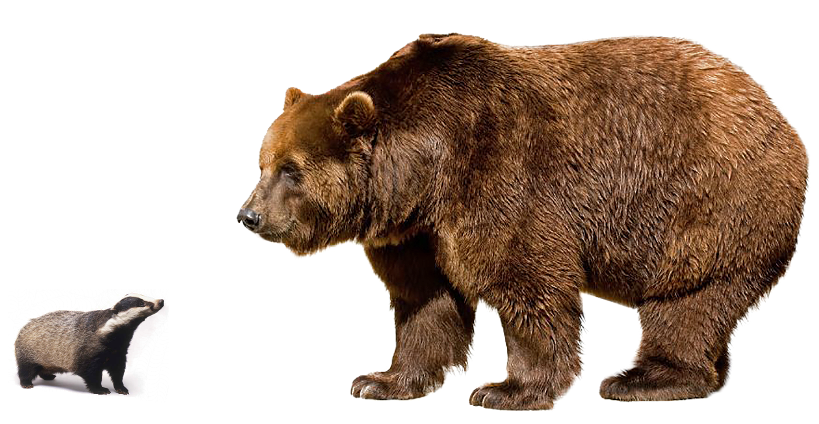 Bear PNG High Definition Photo Image pngteam.com