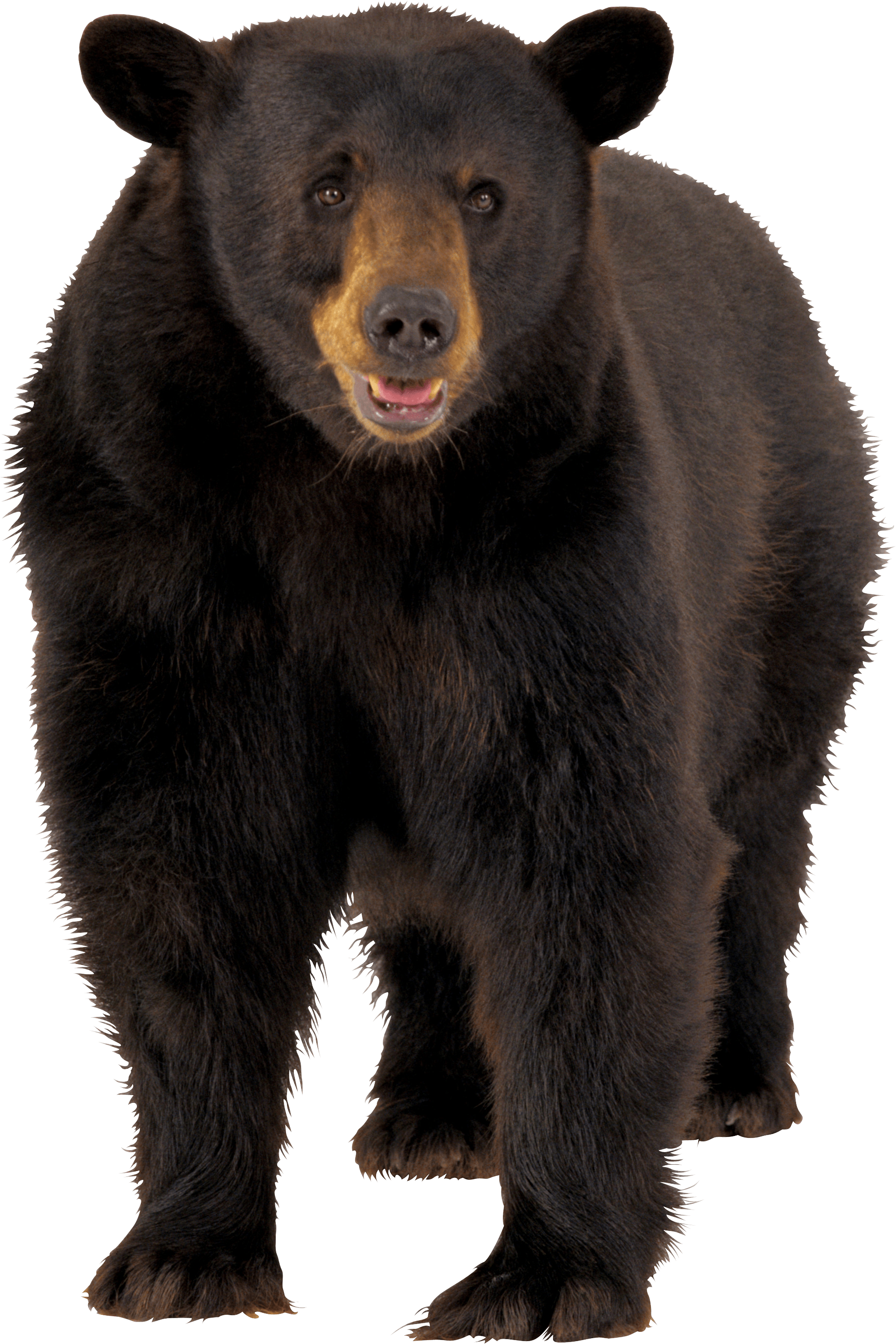 Bear PNG pngteam.com