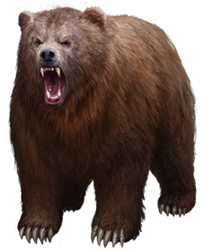 Bear PNG Image in High Definition pngteam.com