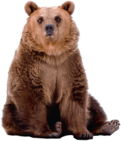 Bear PNG HQ Image pngteam.com