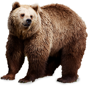 Bear PNG HD pngteam.com