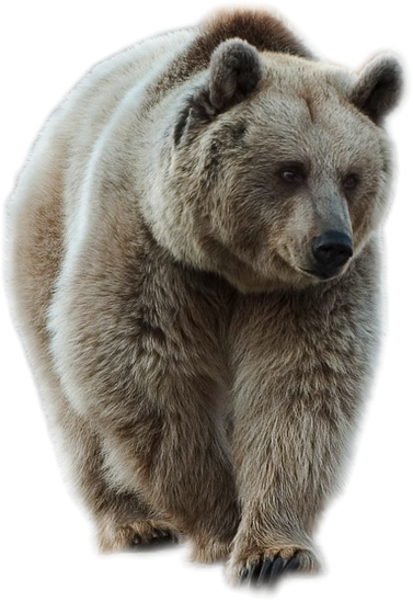 Bear PNG HQ Image pngteam.com