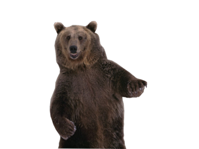 Bear PNG HD File