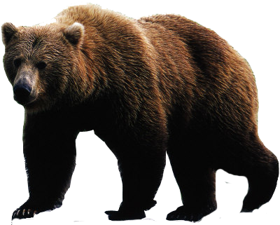 Bear PNG Transparent pngteam.com