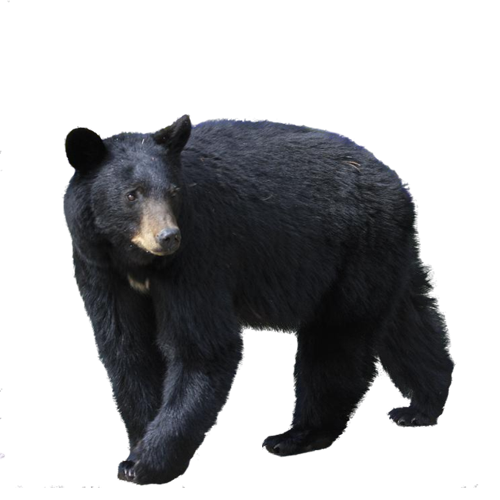 Bear PNG High Definition Photo Image pngteam.com