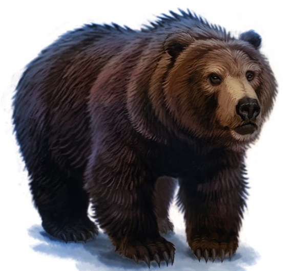 Bear PNG HQ pngteam.com