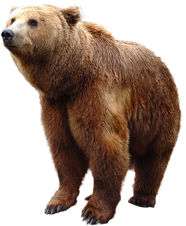 Bear PNG Images pngteam.com