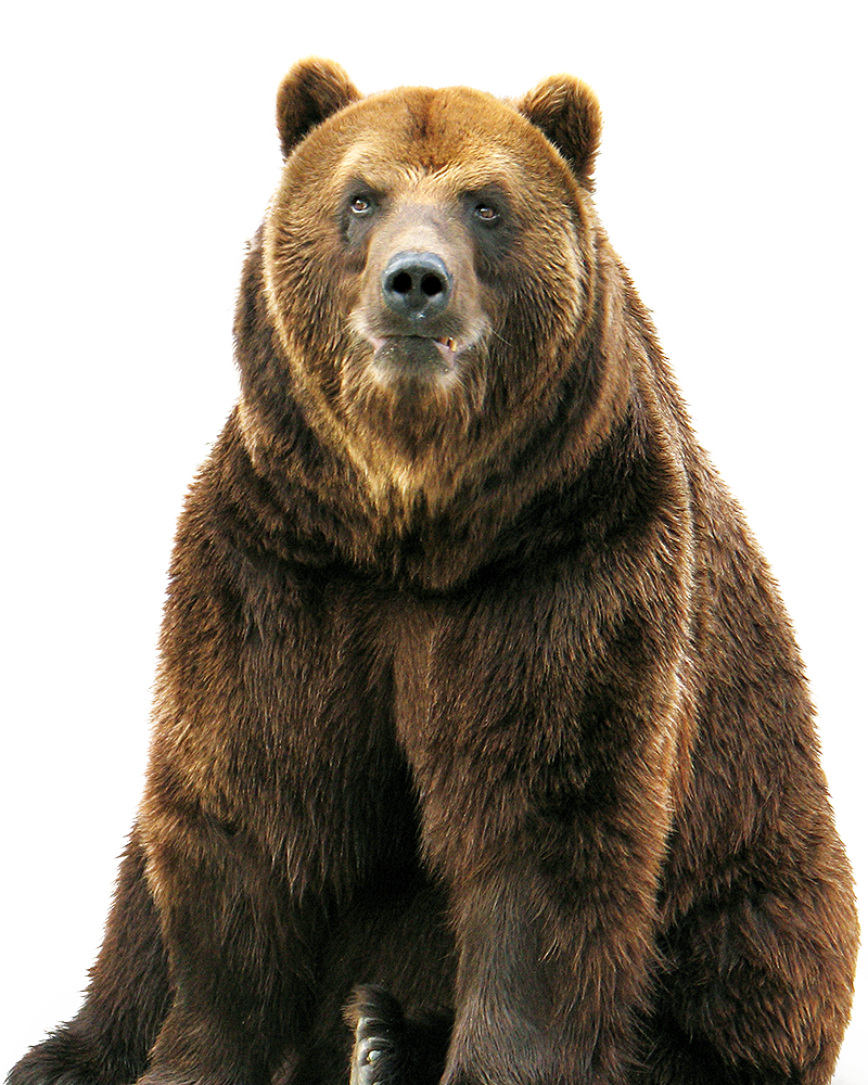 Bear PNG Images pngteam.com