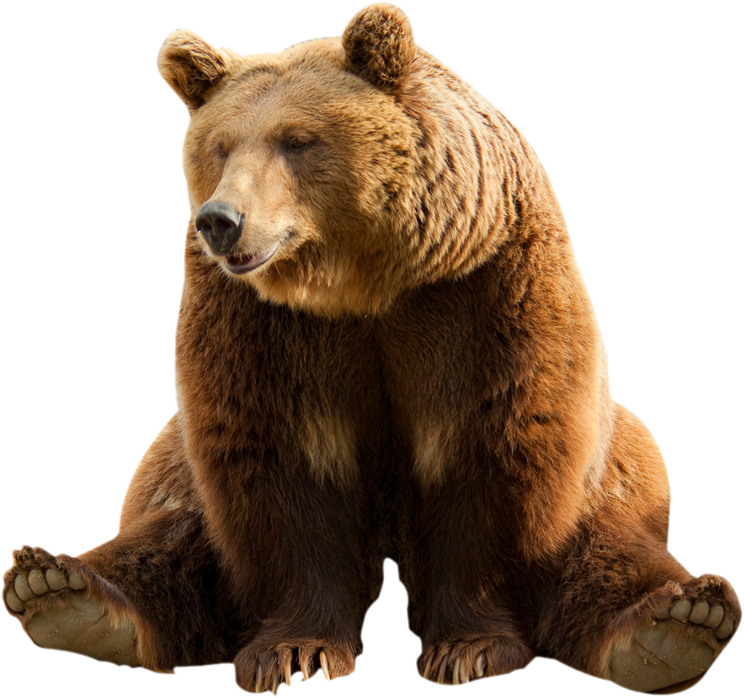 Bear PNG Image in Transparent