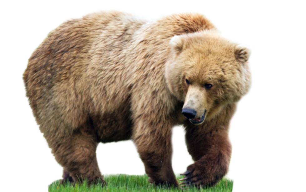 Bear PNG HD File pngteam.com