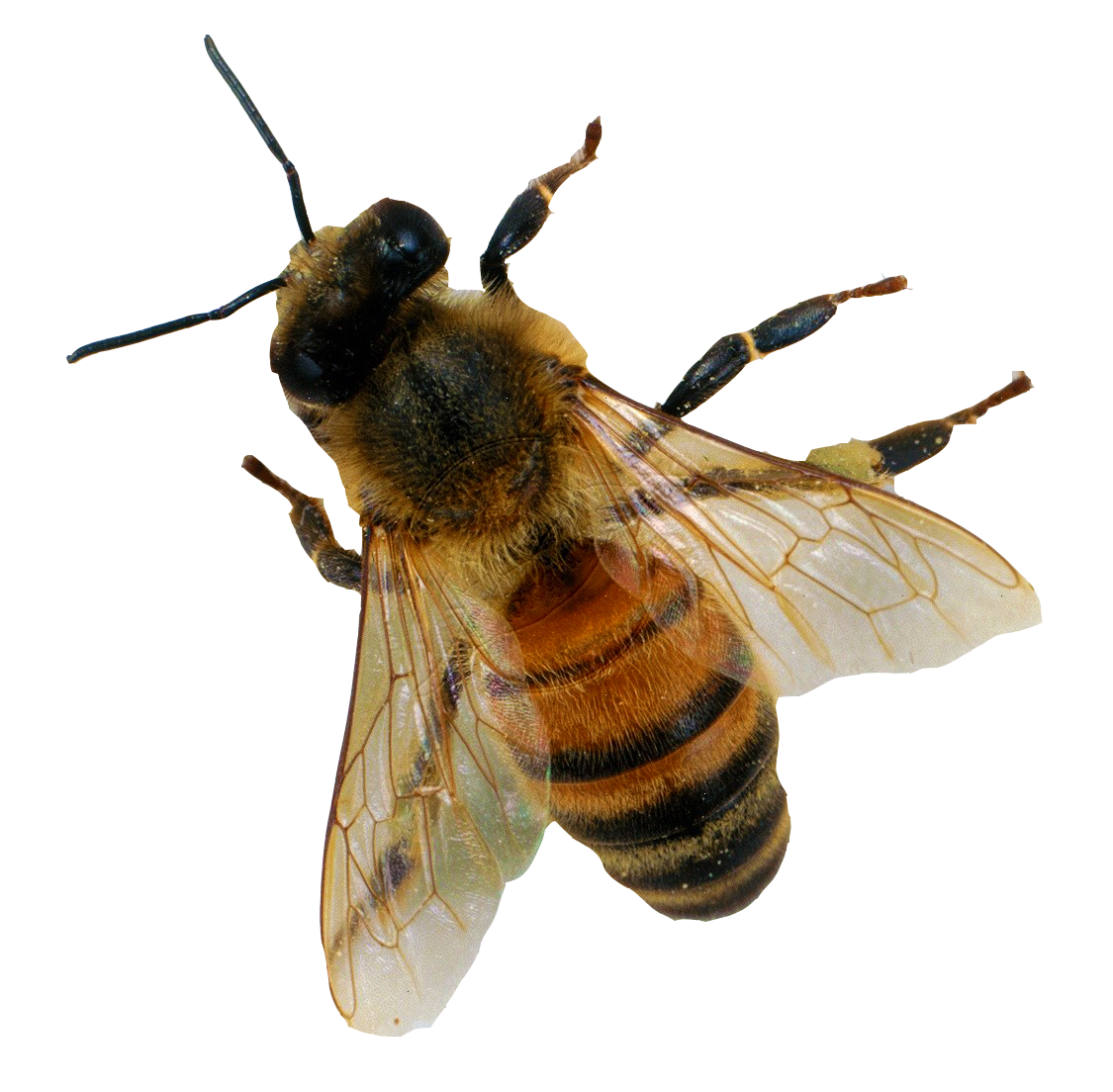 Bee PNG pngteam.com