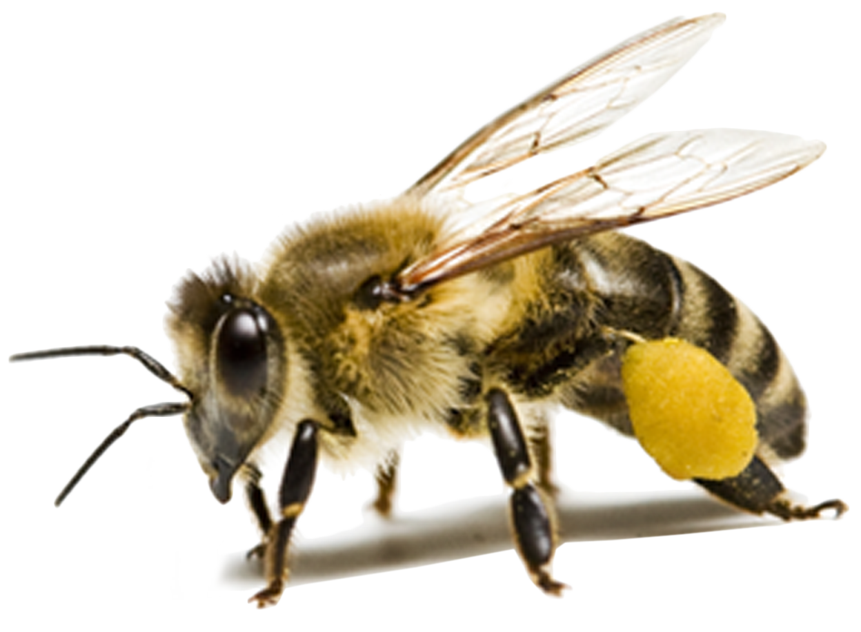 Bee PNG Image in High Definition