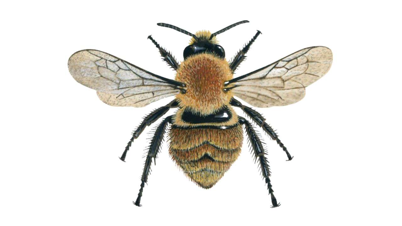 Bee PNG HD Images