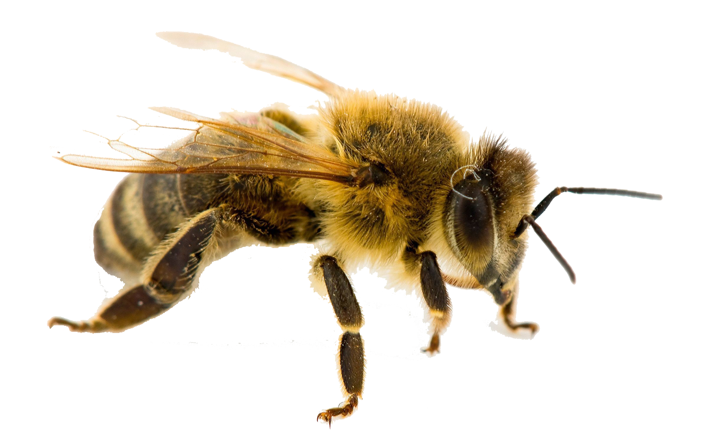 Bee PNG in Transparent - Bee Png