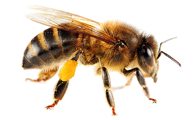 Bee PNG Best Image pngteam.com