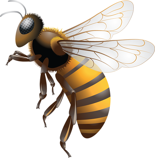 Bee PNG File - Bee Png