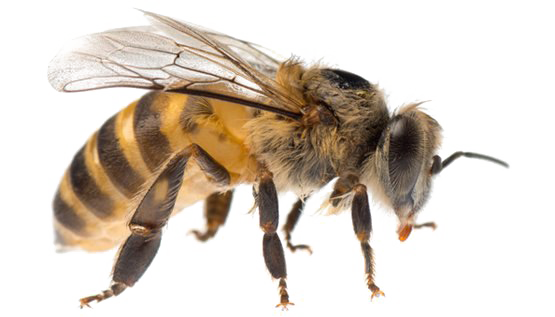 Bee PNG HQ - Bee Png