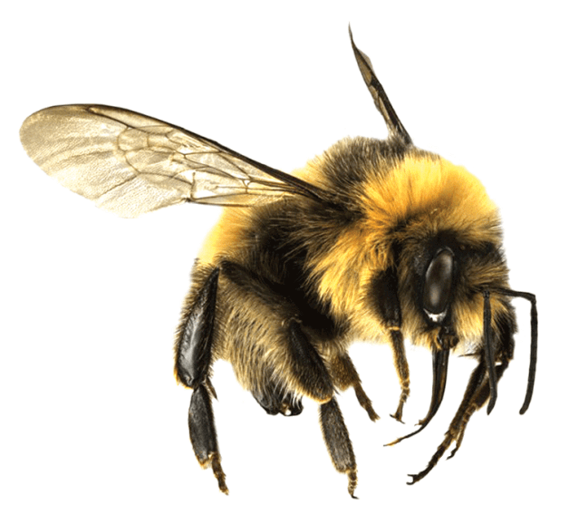 Bee PNG High Definition Photo Image pngteam.com