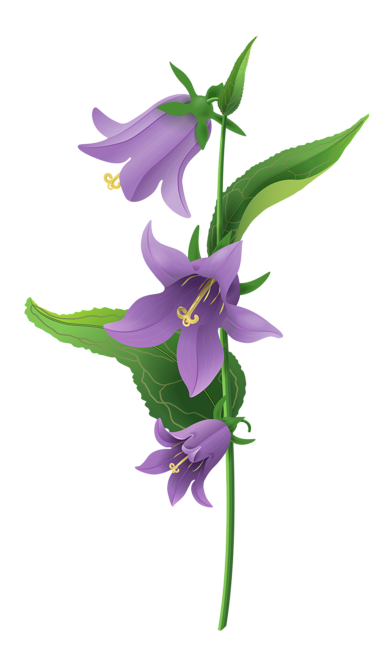 Bellflower PNG Image in High Definition