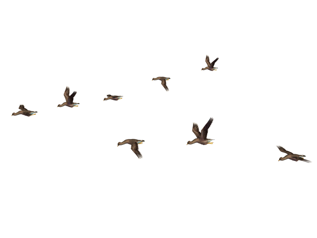 Bird PNG HQ Image - Bird Png