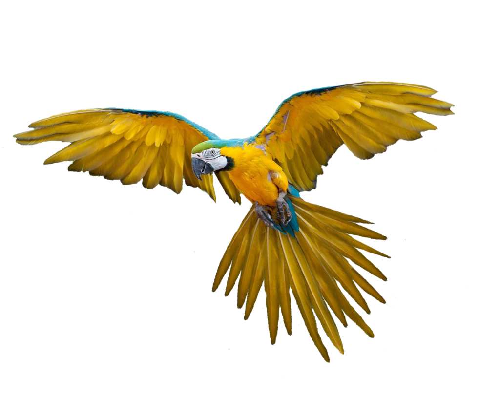 Bird PNG High Definition Photo Image pngteam.com