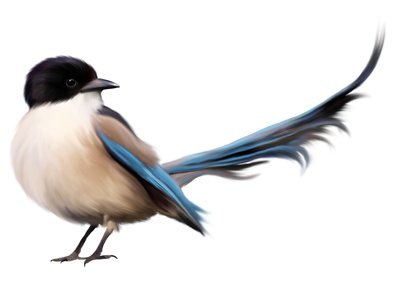 Bird PNG Images - Bird Png