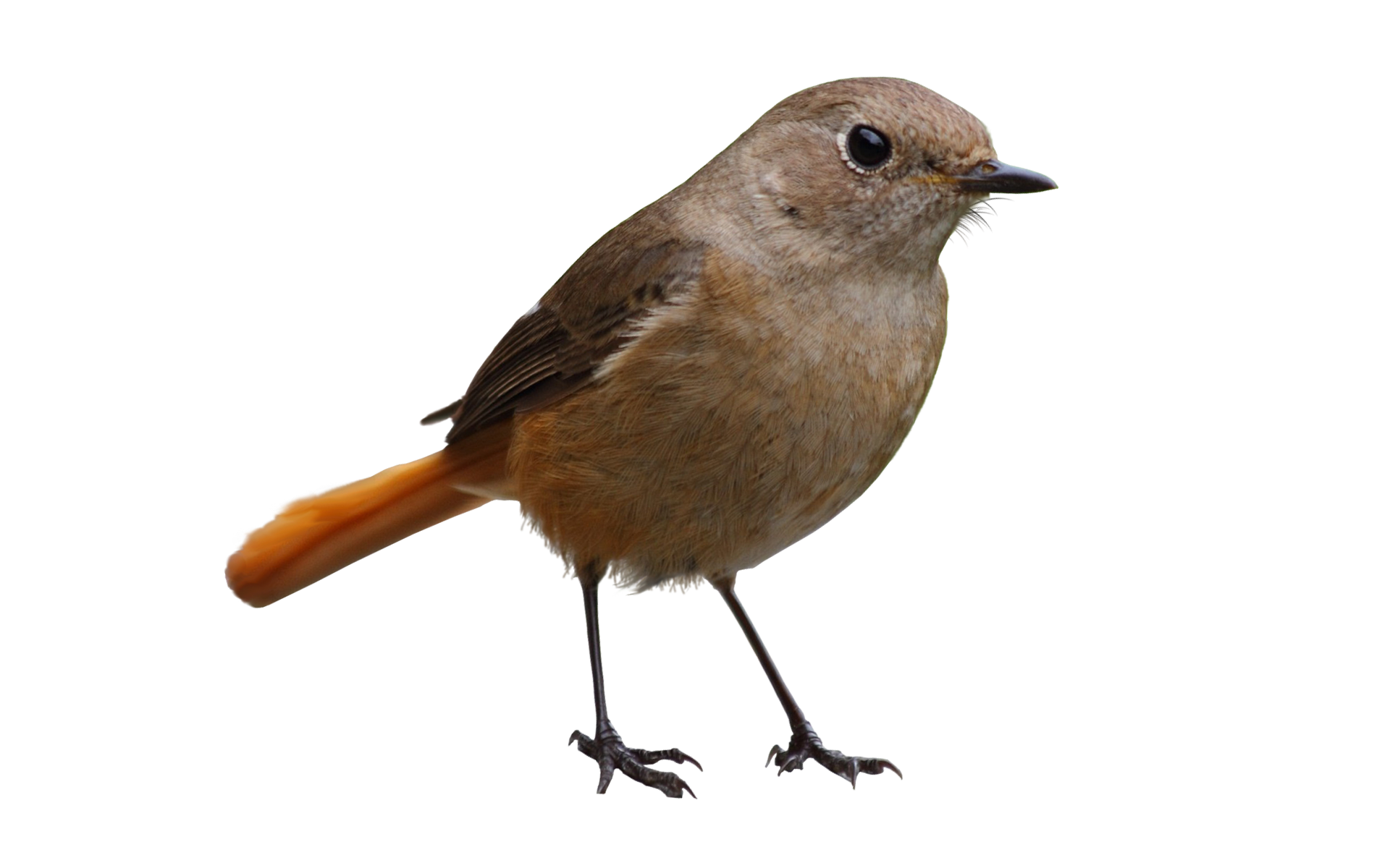 Bird PNG Transparent pngteam.com