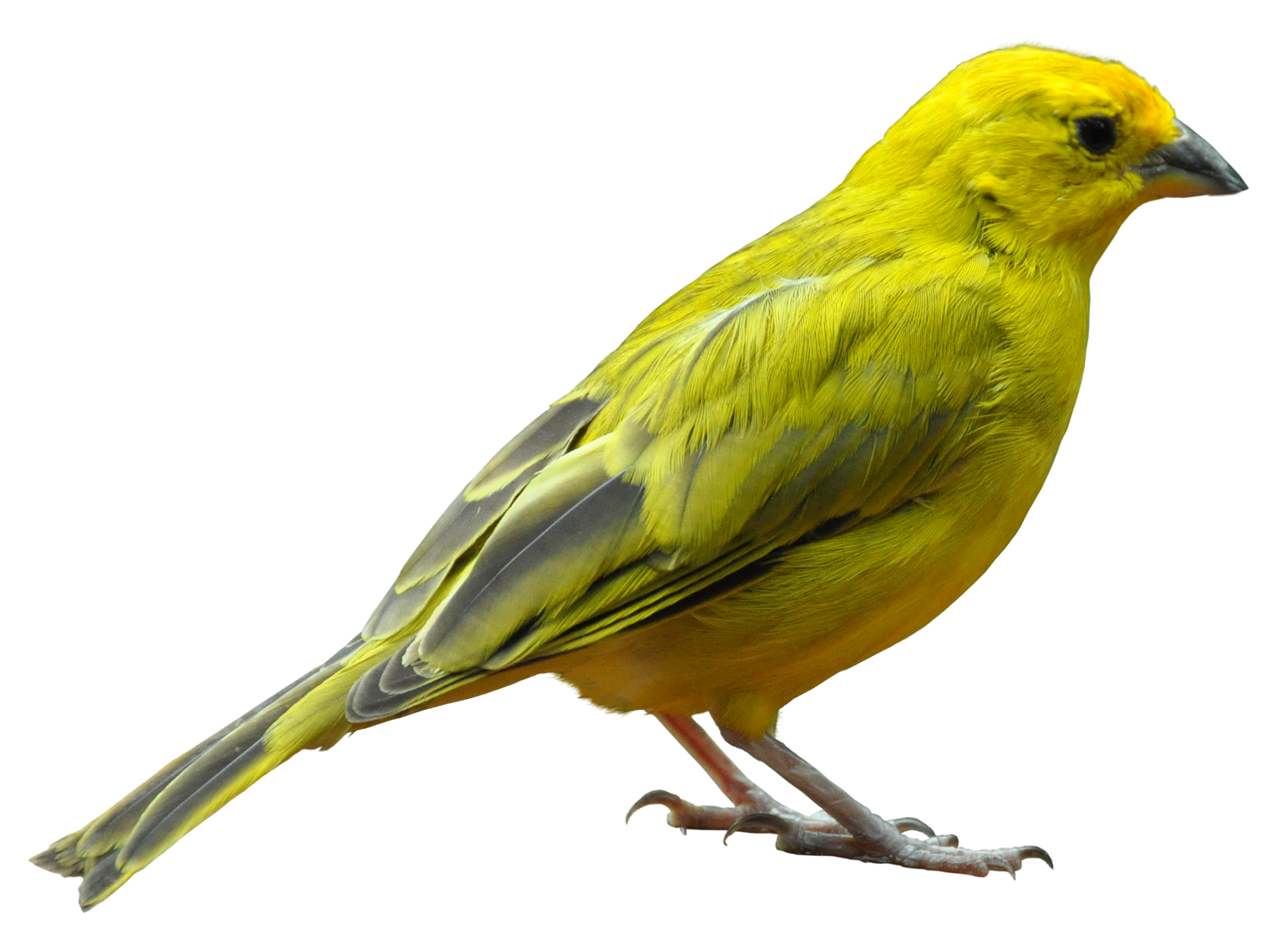 Bird PNG Transparent - Bird Png