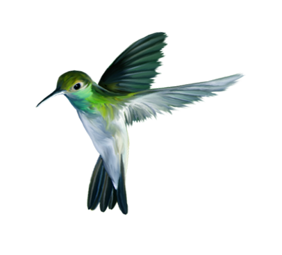 Bird PNG HD Images - Bird Png