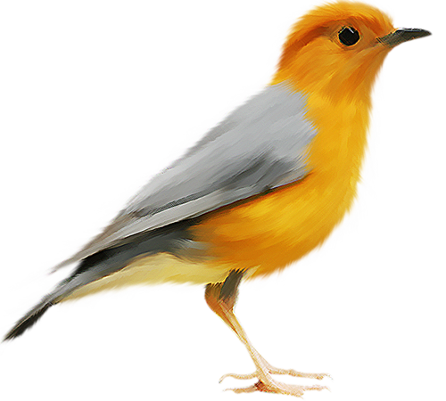 Bird PNG HQ Image - Bird Png