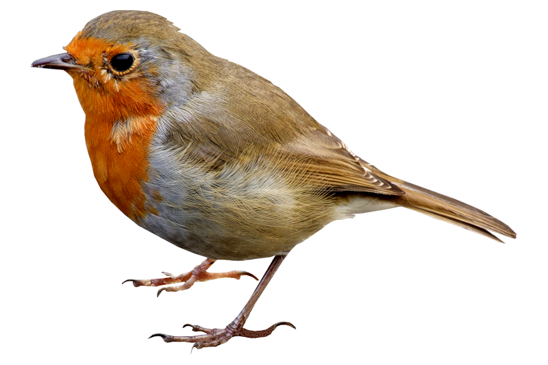 Bird PNG HD and Transparent - Bird Png