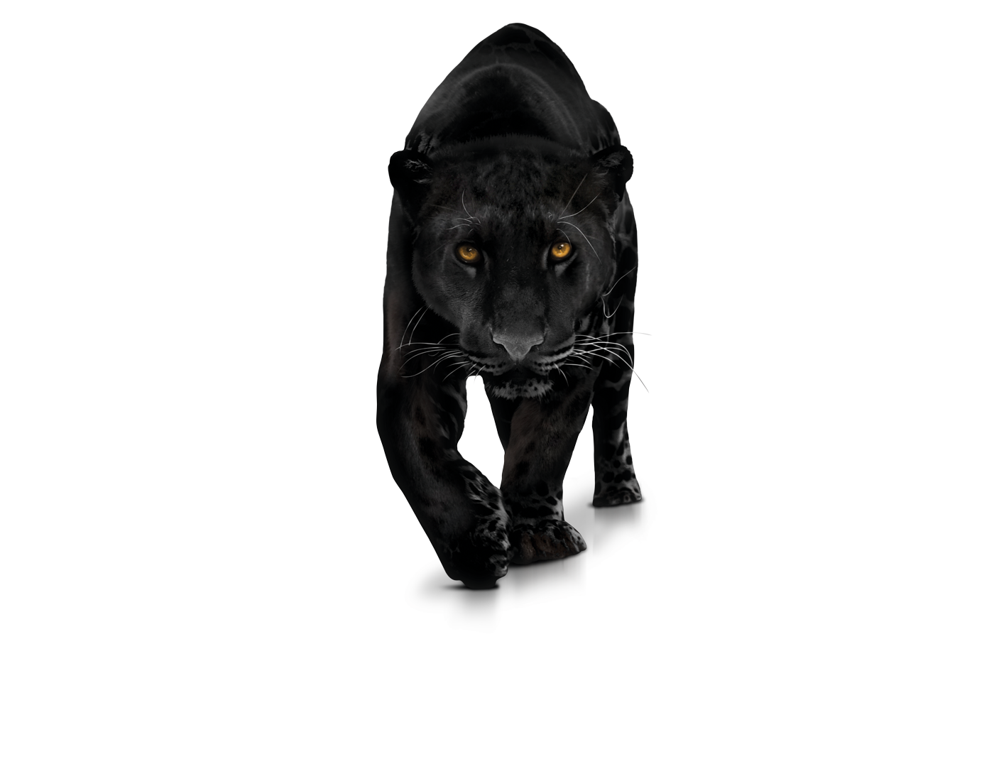Black Panther PNG Photo pngteam.com