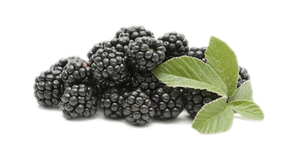 Blackberry Fruit PNG HQ - Blackberry Fruit Png