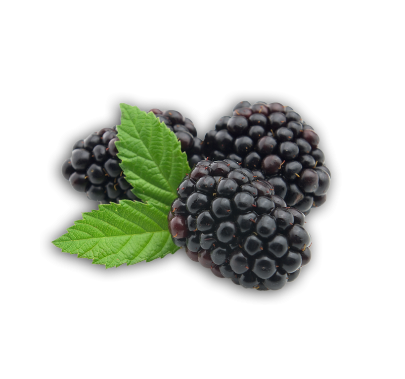 Blackberry Fruit PNG in Transparent
