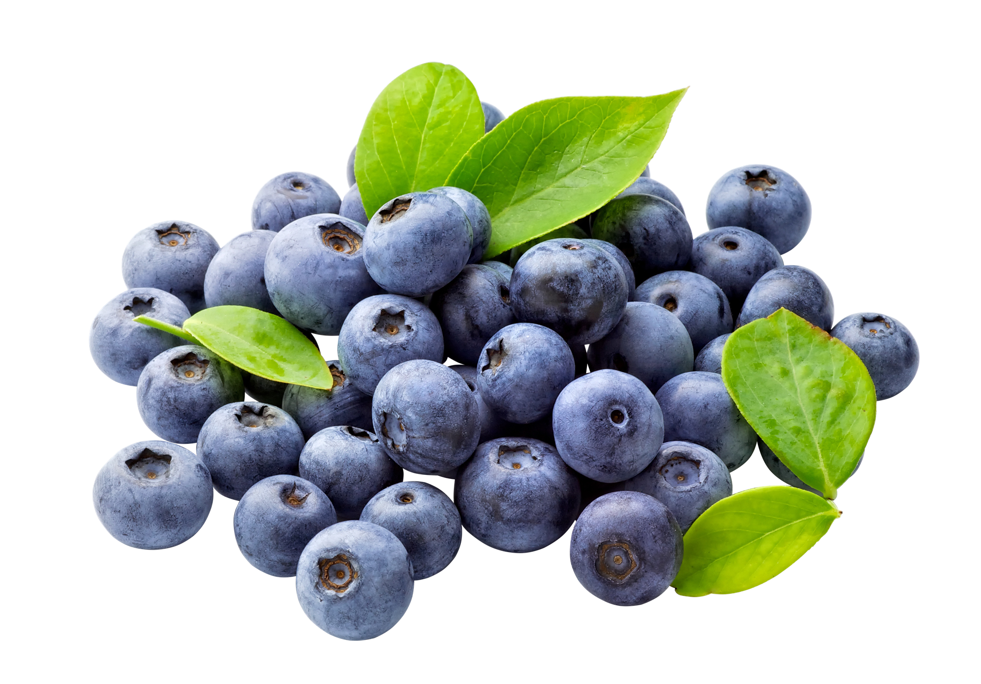 Blueberry PNG in Transparent pngteam.com