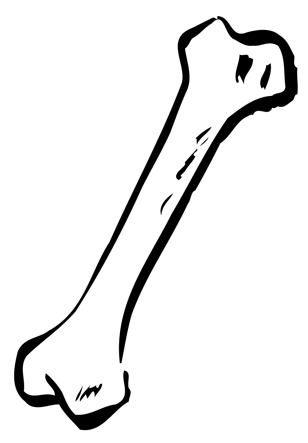 Bone PNG Image in Transparent - Bone Png