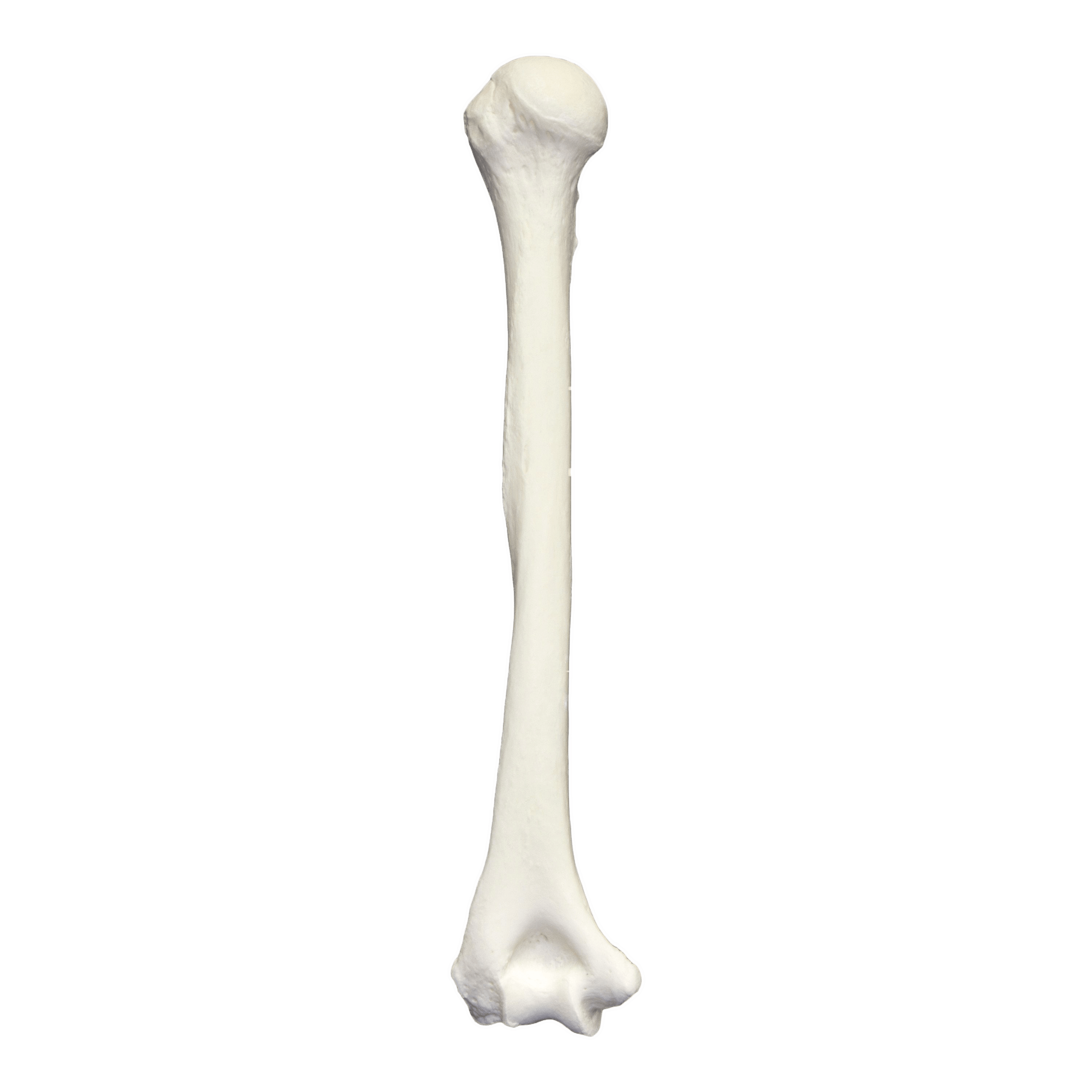 Bone PNG Transparent pngteam.com