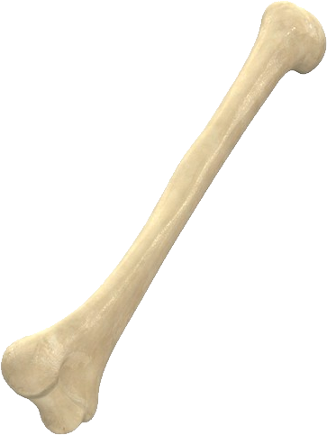 Bone PNG HD and HQ Image