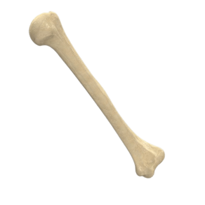 Bone PNG in Transparent pngteam.com