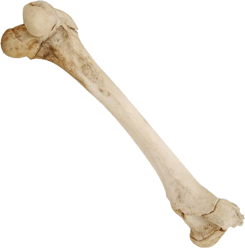 Bone PNG - Bone Png