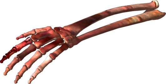 Bone PNG HD - Bone Png