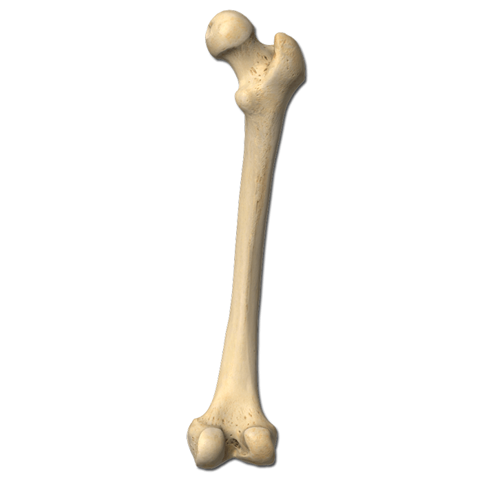 Bone PNG High Definition Photo Image - Bone Png