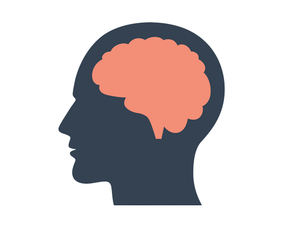 Brain PNG High Definition Photo Image