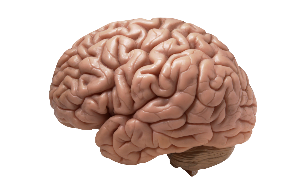 Real Human Brain PNG HD 