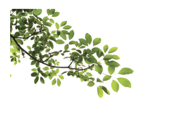 Branch with Leaves PNG HD Transparent pngteam.com