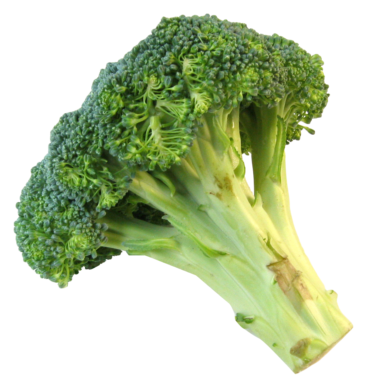 Broccoli PNG File pngteam.com