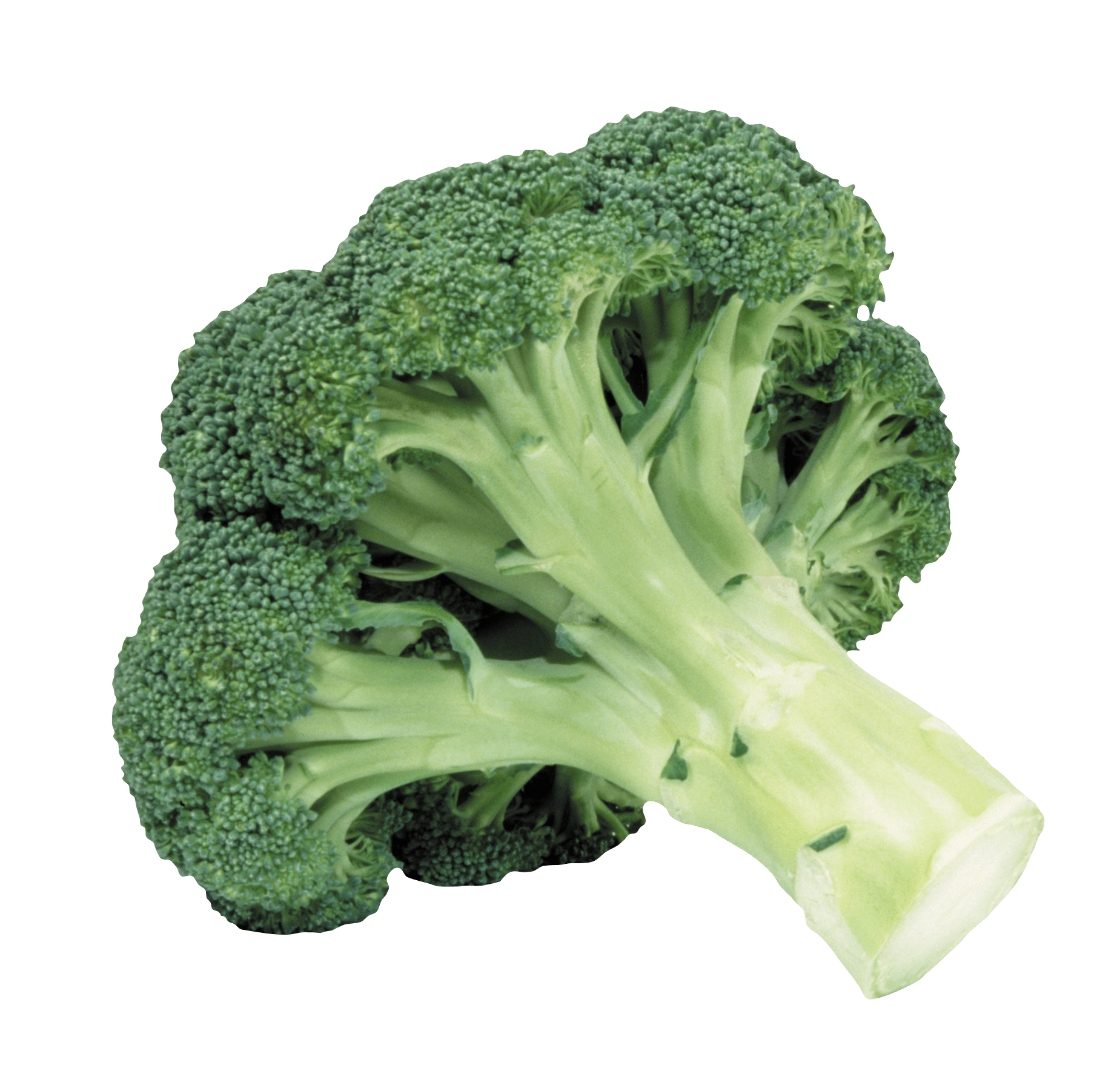 Broccoli PNG File pngteam.com