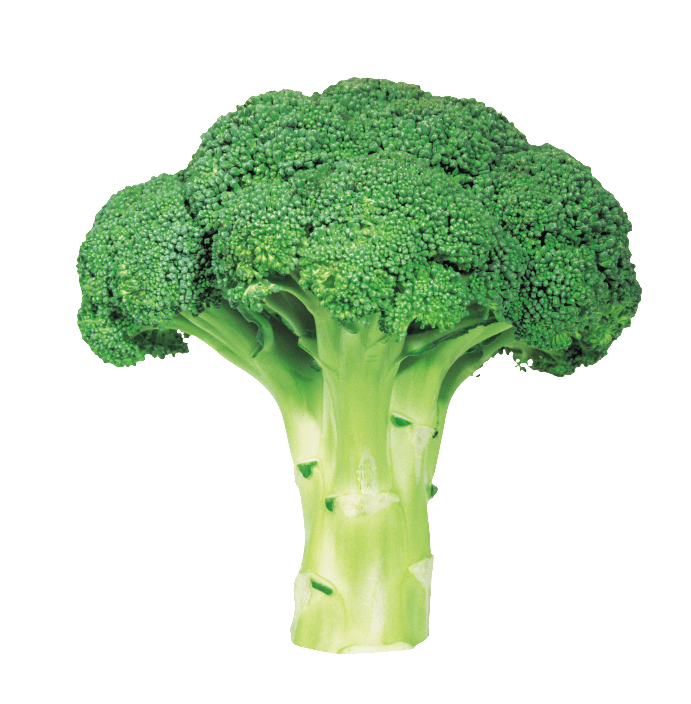 Broccoli Tree PNG Images - Broccoli Png