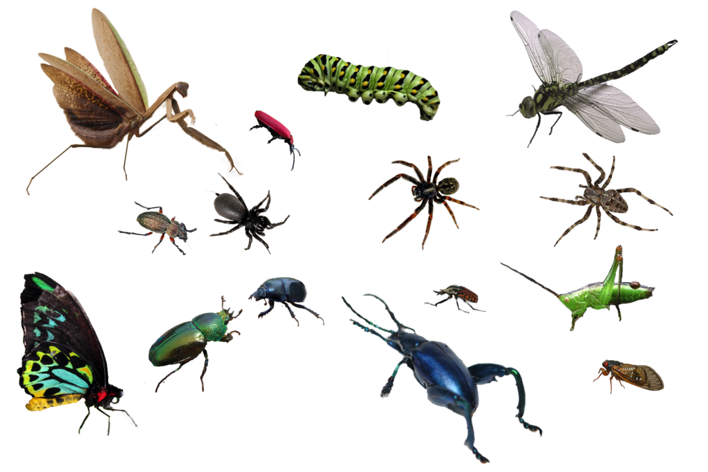 Bug PNG HD pngteam.com